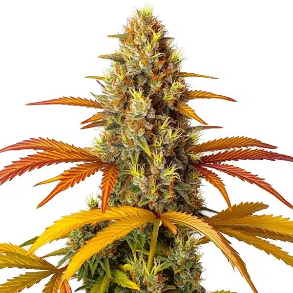 Skunk x Northern Lights Fast Version-image