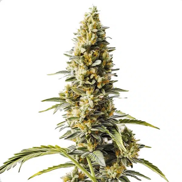 Skunk x Rosetta Stone Fast Version-image