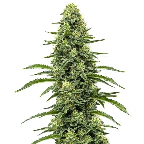 Skywalker-image