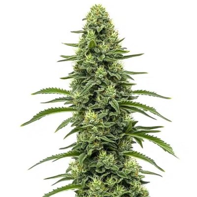 Skywalker