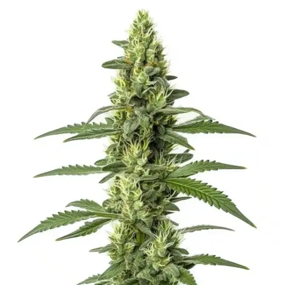 Skywalker Auto