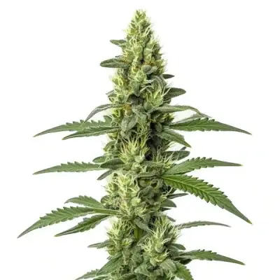 Skywalker Auto