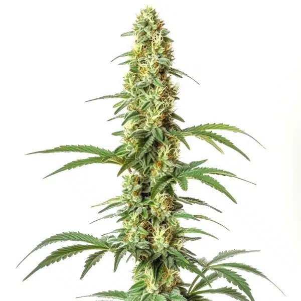 Skywalker Ghost x Triangle Kush-image
