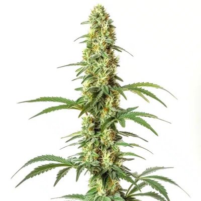 Skywalker Ghost x Triangle Kush