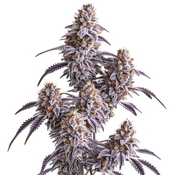 Slurricane-image