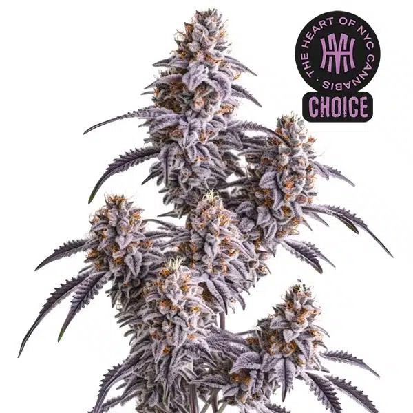 Slurricane HMC Edition-image