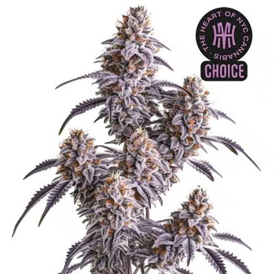 Slurricane HMC Edition