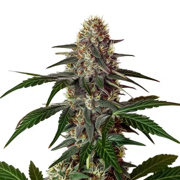 Snow Caps-image