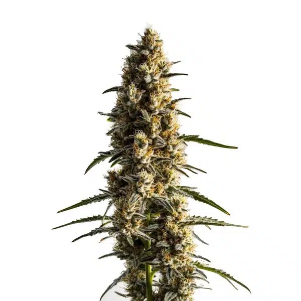 Somango-image