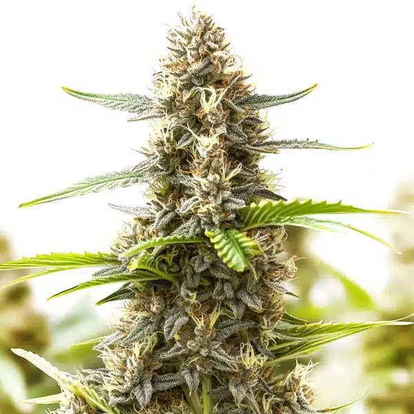 Somango Regular-image