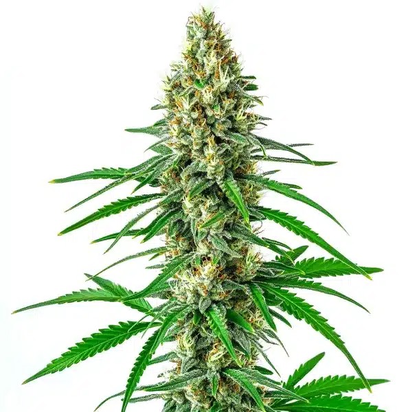 Sour Cookies-image