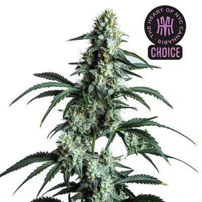 Sour Diesel HMC Edition