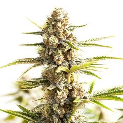 Sour Diesel Kush Regular