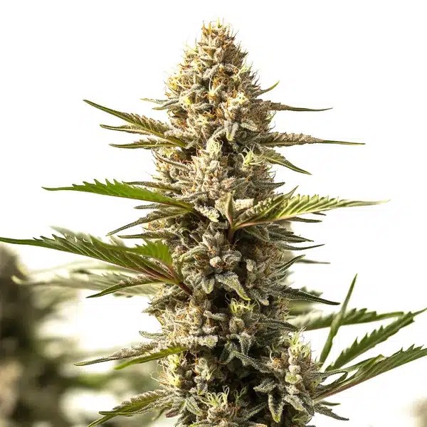 Sour Diesel x OG Kush-image