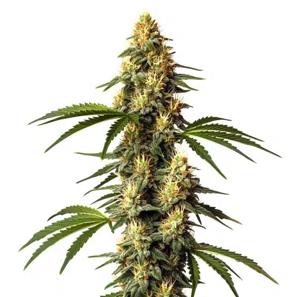 Sour Kush-image