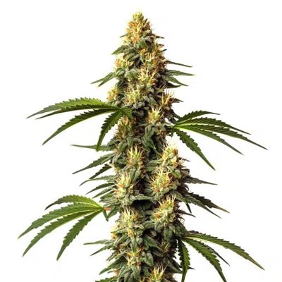 Sour Kush