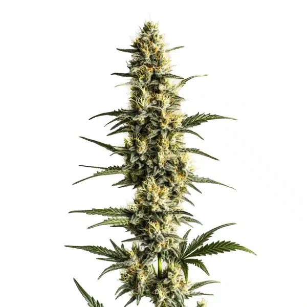 Sour Lemon-image