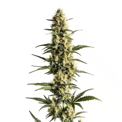Sour Lemon