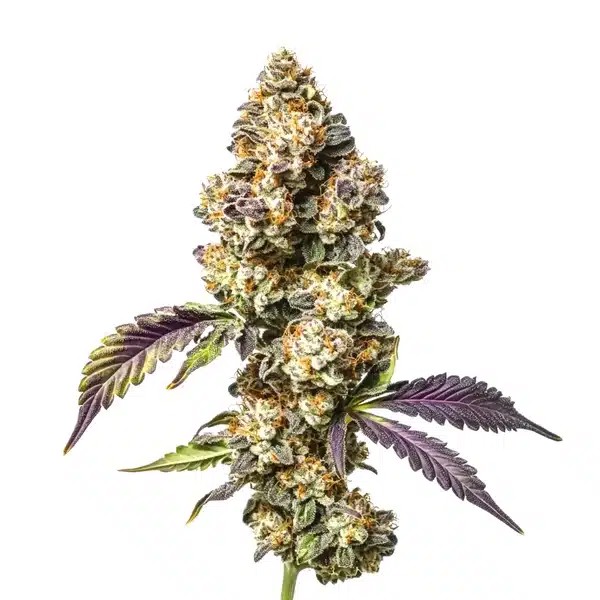 Sour Mac-image