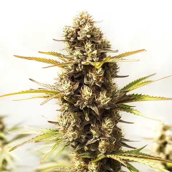 Sour Skies-image