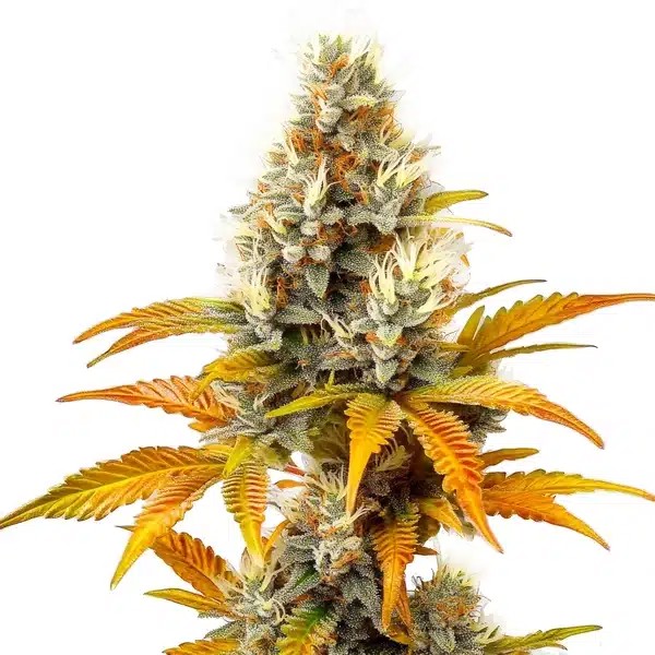 Sour Tangie-image