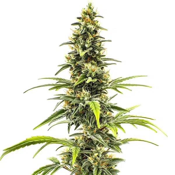 Sour Tsunami-image