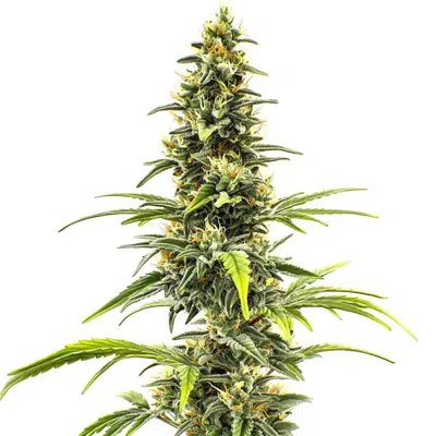 Sour Tsunami