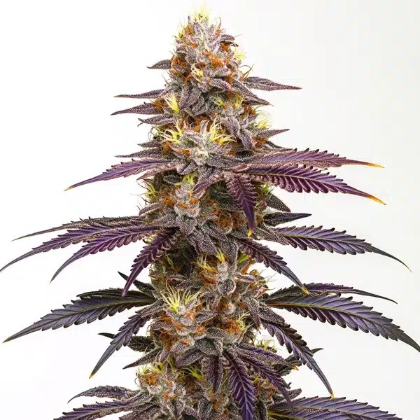 Spritzer Extraction-image