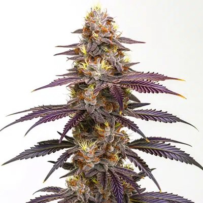 Spritzer Extraction