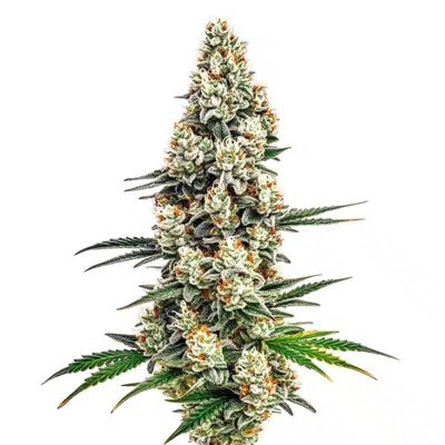 Stardawg