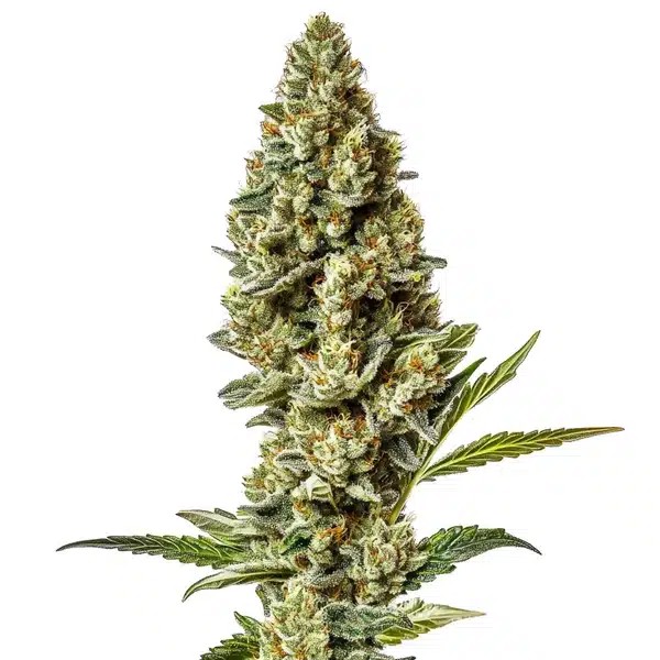 Stardawg Regular-image
