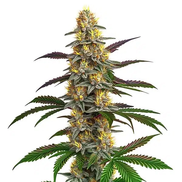 Strawberry Banana-image