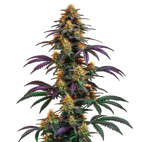 Strawberry Banana Cheese-image