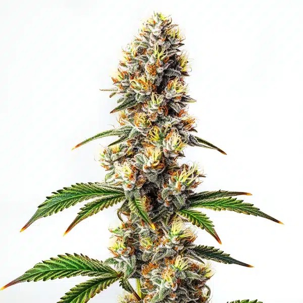 Strawberry Banana Kush Regular-image