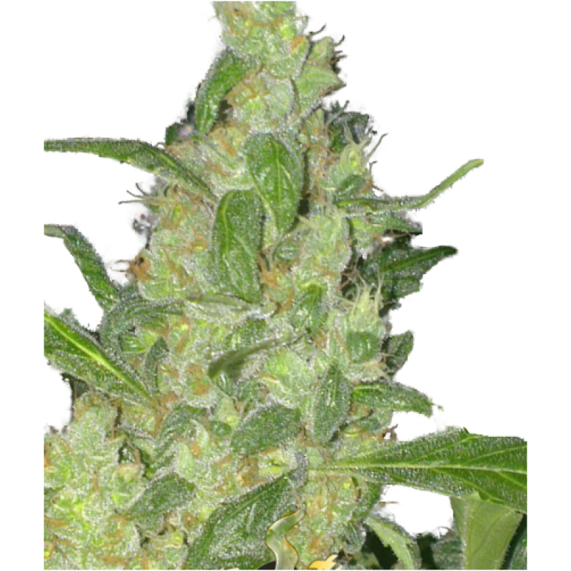 turing-autoflowering-image