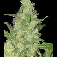 Turing Autoflowering