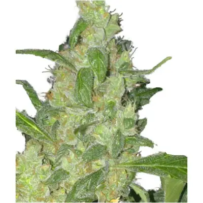 Turing Autoflowering