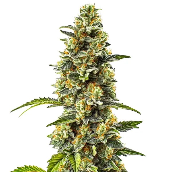 Strawberry Cough-image