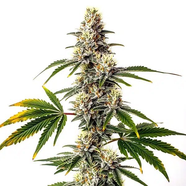 Strawberry Diesel-image