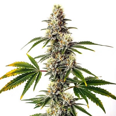 Strawberry Diesel