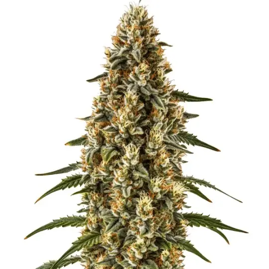 Strawberry Gum Auto