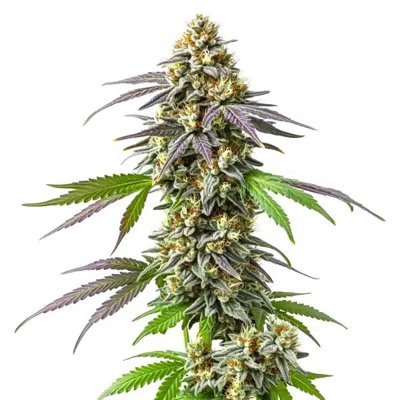 Strawberry Haze