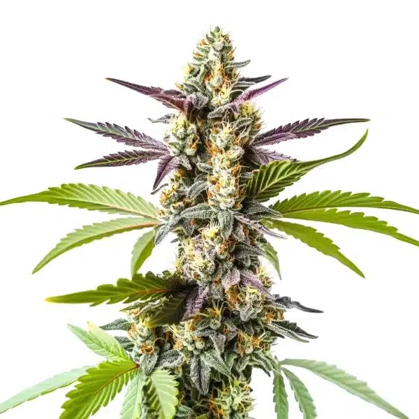 Strawberry Kush-image