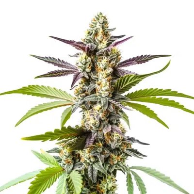 Strawberry Kush