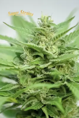 DFA Autoflowering