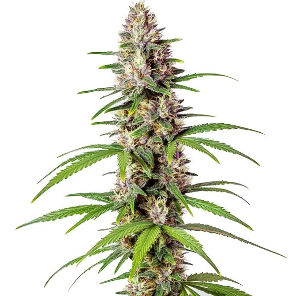 Sugar Haze Fast Version-image