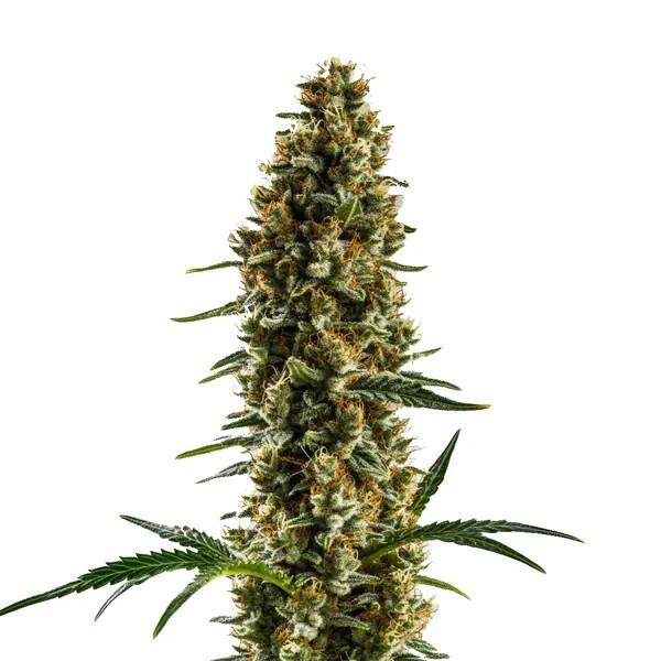 Sugar Haze Regular-image