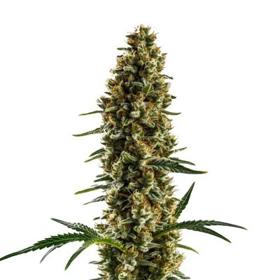 Sugar Haze Regular