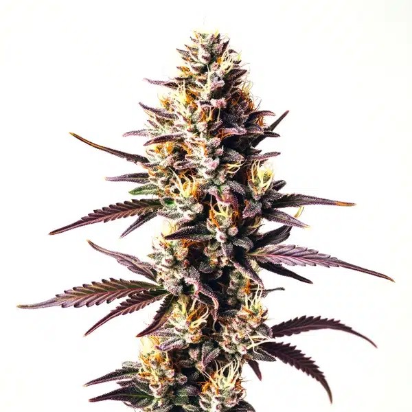 Sunset Sherbet-image