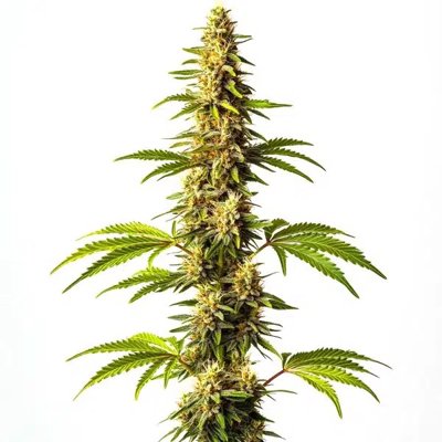 Super Critical